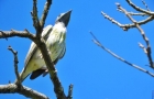 Avistan ejemplar de pájaro campana en una de las reservas naturales de ITAIPU